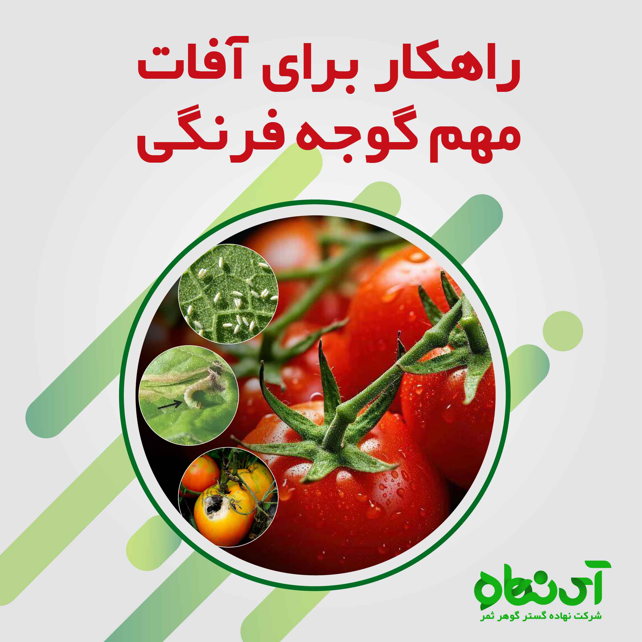 راهکار شیمیایی مبارزه با آفات مهم گوجه فرنگی 